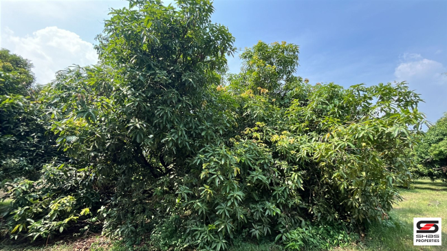 Mango farm for sale in Walayar, Palakkad