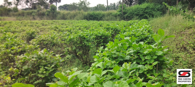 Farmland for sale in Kozhinjampara, Palakkad