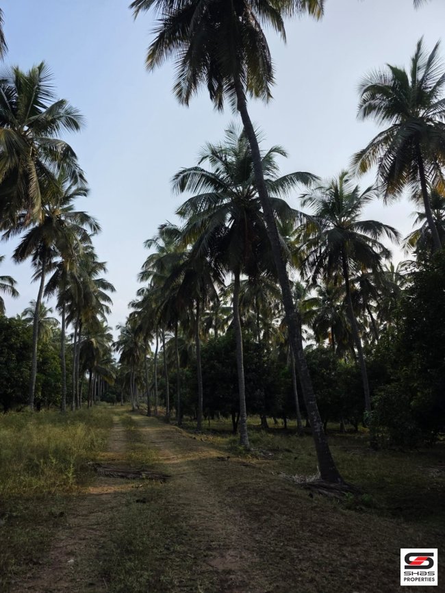 21 Acre Farmland for sale in Chamnampathy, Palakkad