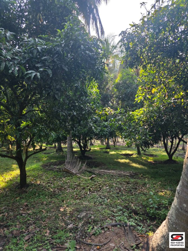 Farmland with Farmhouse for Sale in Chamnampathy, Palakkad