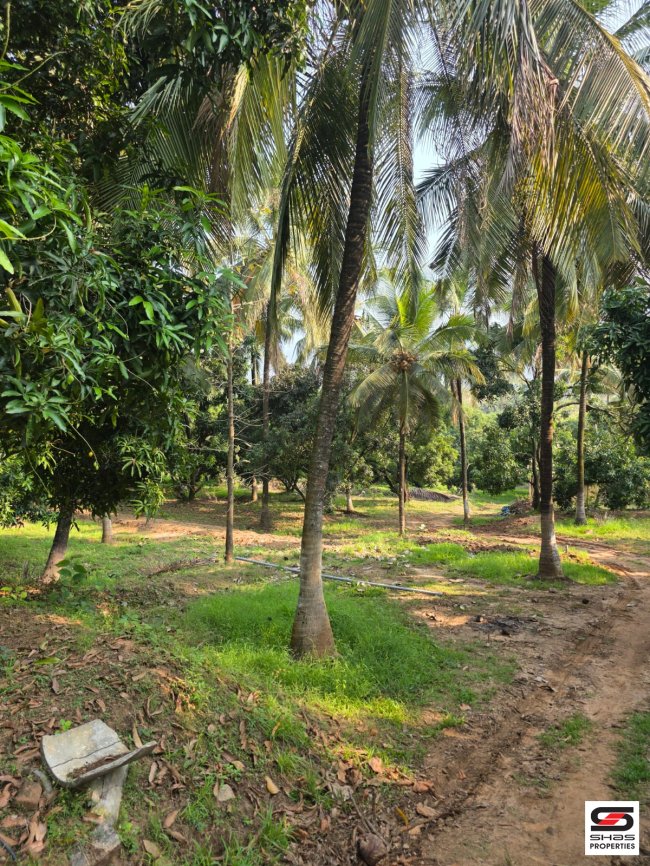 22 Acre Farmland for Sale in Chamnampathy, Palakkad