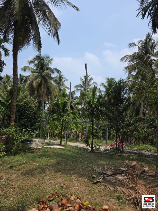 Farmland for Sale in Chamnampathy, Palakkad