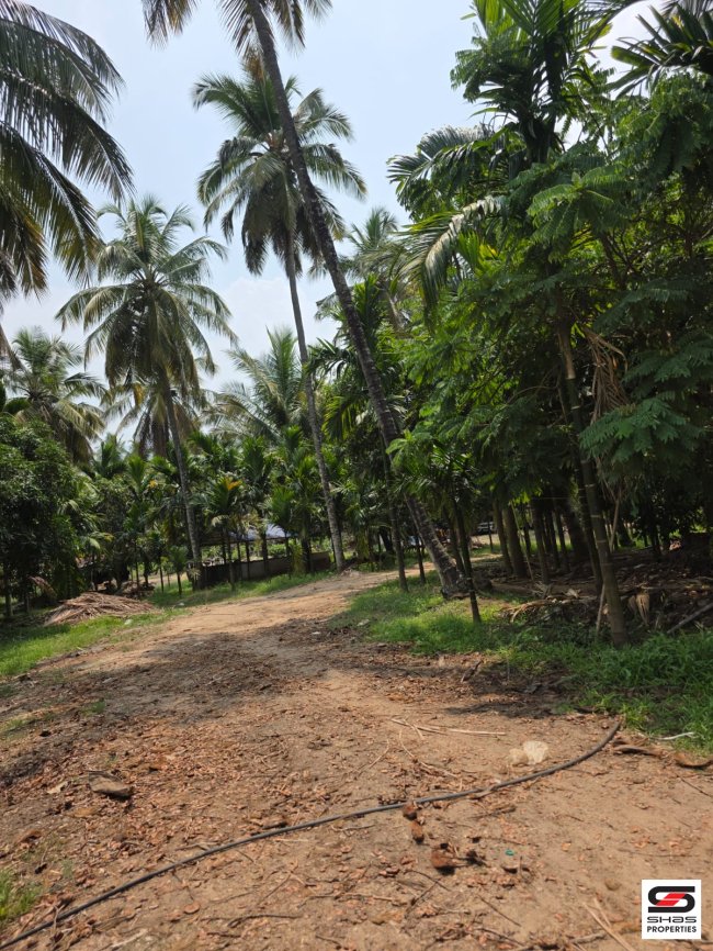 Farmland with Mixed Crops for Sale in Chamnampathy, Palakkad