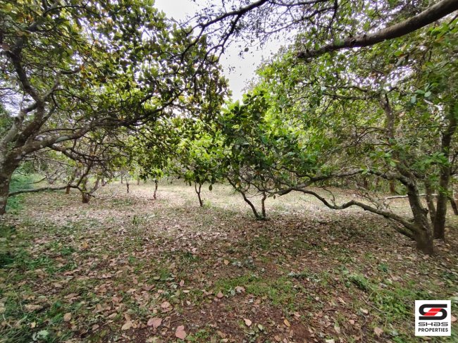 Cashew farm for sale in Agali, Palakkad