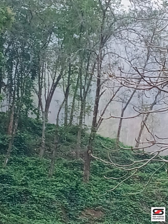 180 cents Plantation Land for Sale in Nemmara, Palakkad