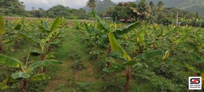 Farmland for Sale in Coimbatore, Tamil Nadu