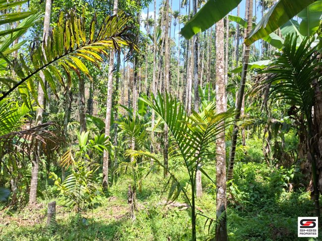 Farmland for Sale in Attapadi, Palakkad