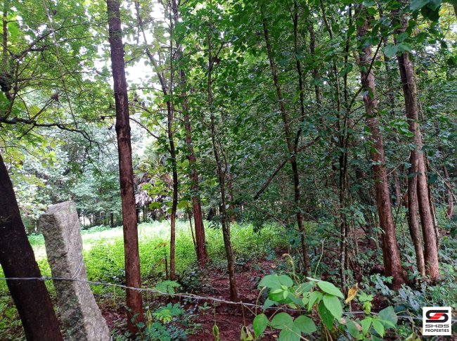 Plot for Sale in Keralassery, Palakkad
