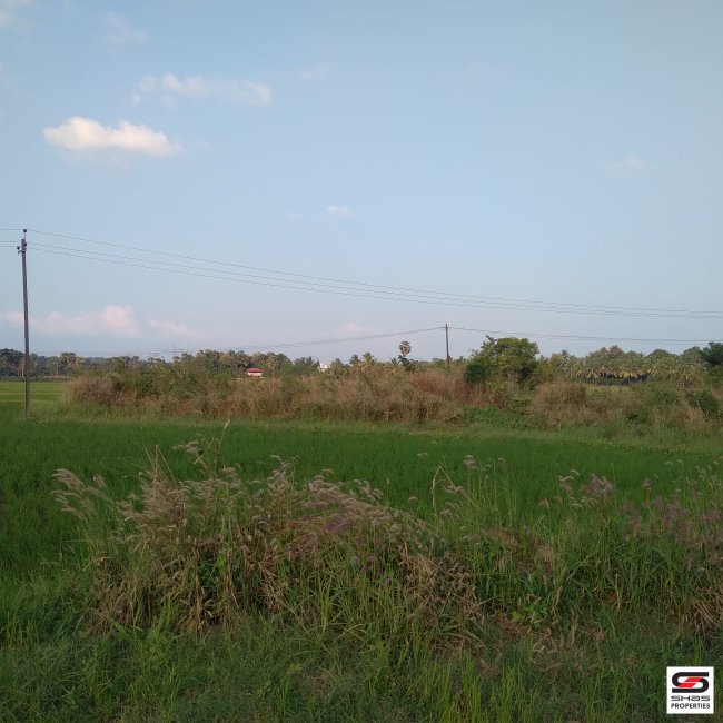 Land for Sale in Erimayur, Palakkad