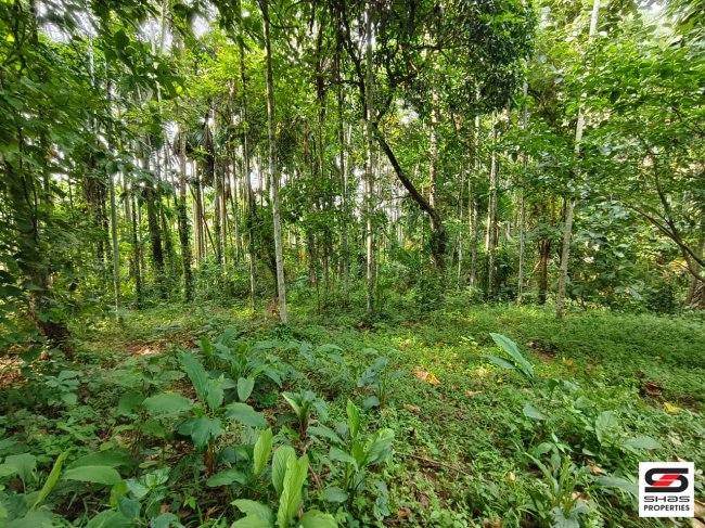 Residential Plot for Sale in Pulappatta, Palakkad