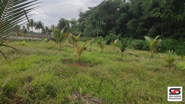 Farmland with 3BHK House for Sale in Kuthanur, Palakkad