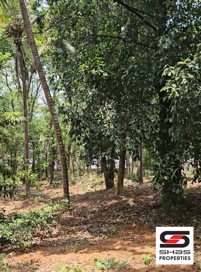 House Plot for Sale in Akathethara, Palakkad