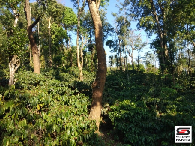 Coffee Estate for sale in Coorg, Karnataka