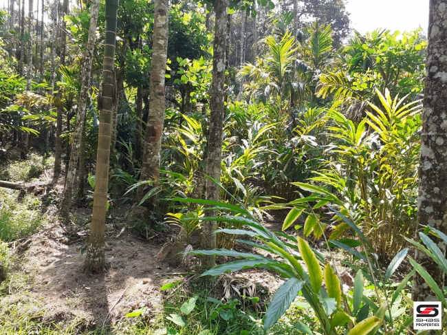 Cardamom farm land for sale In Attappadi, Palakkad