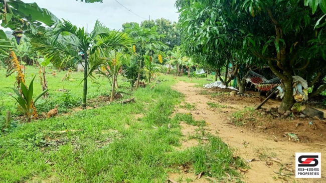 Farmland with farmhouse for sale at Pallassana, Palakkad