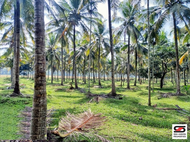 Farmland for sale in Pulpally, Wayanad