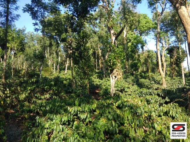 Coffee Estate for sale in Coorg, Karnataka