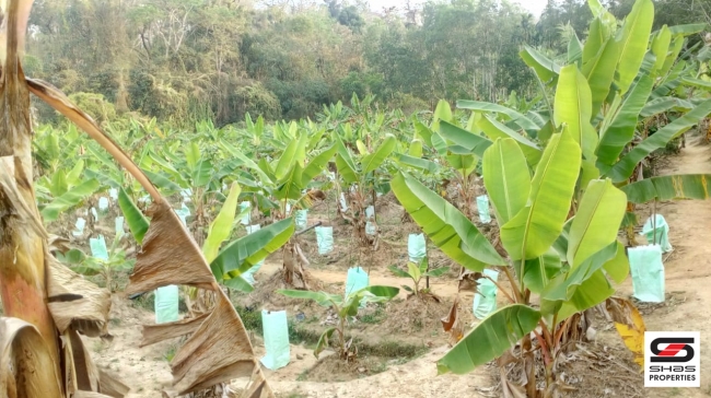 Farmland with farmhouse in Virajpet, Coorg for sale