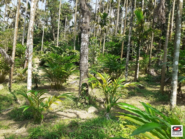 Cardamom farm land for sale In Attappadi, Palakkad
