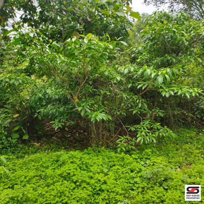 Residential plot for sale near Pathiripala, Palakkad