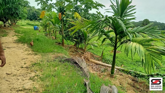 Farmland with farmhouse for sale at Pallassana, Palakkad