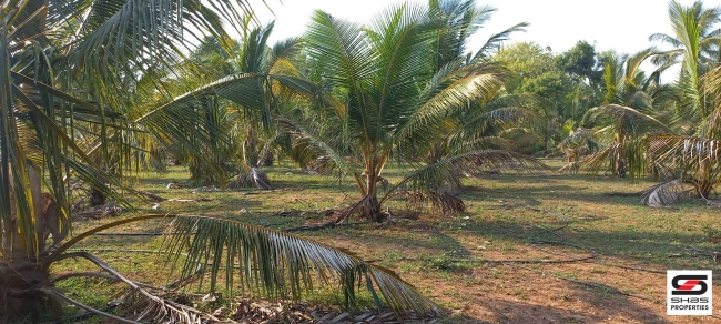 Farmland for sale in Eruthempathy, Palakkad