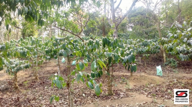 Farmland with farmhouse in Virajpet, Coorg for sale
