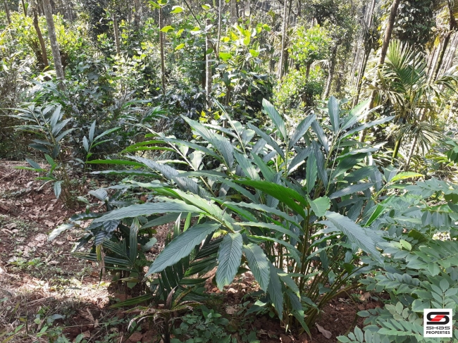 Cardamom farm land for sale In Attappadi, Palakkad