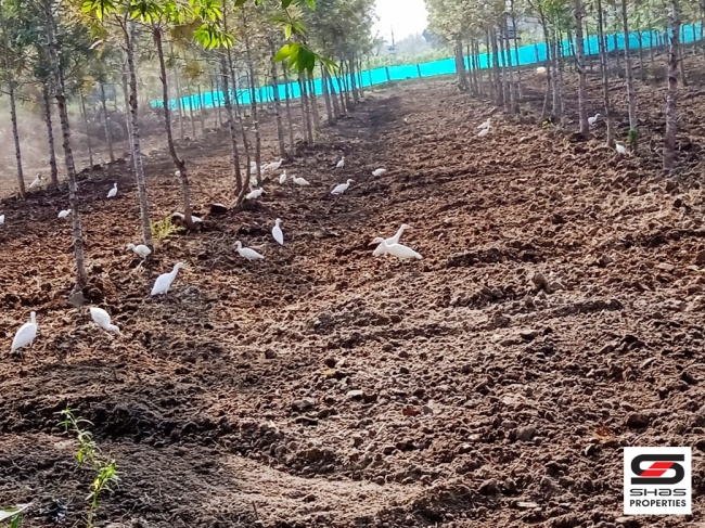 Agricultural land with farmhouse for sale in Coorg, Karnataka