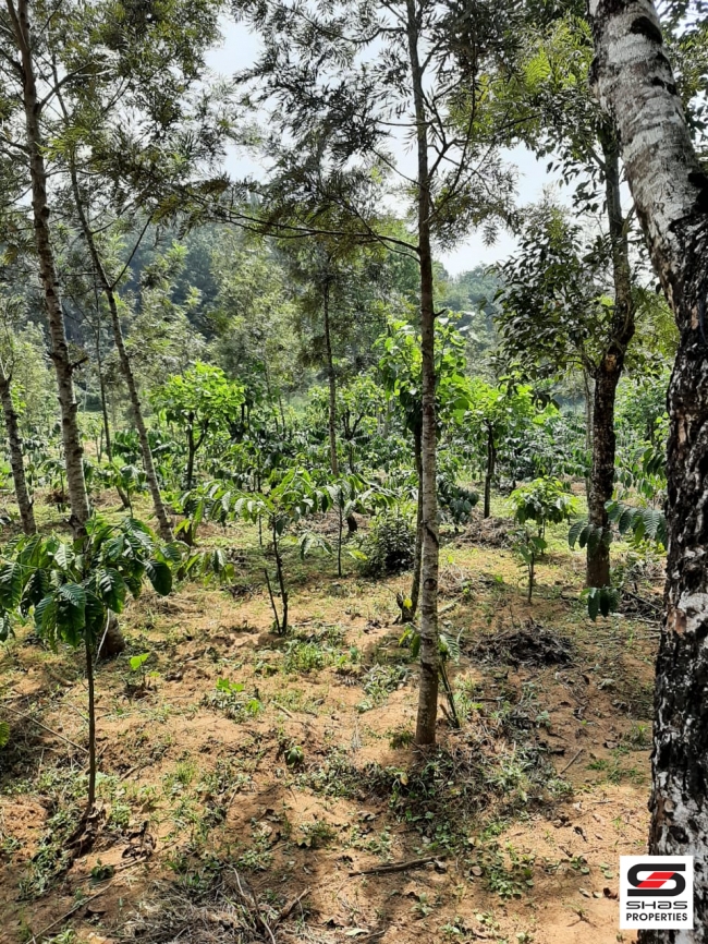 Coffee plantation for sale in Coorg, Karnataka