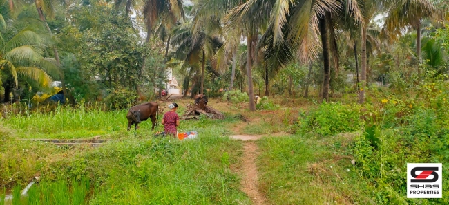 Paddy field for sale in Chittur, Palakkad