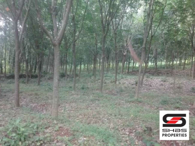 3 Acre Rubber plantation