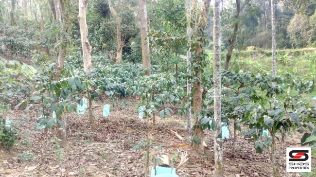 Farmland with farmhouse in Virajpet, Coorg for sale