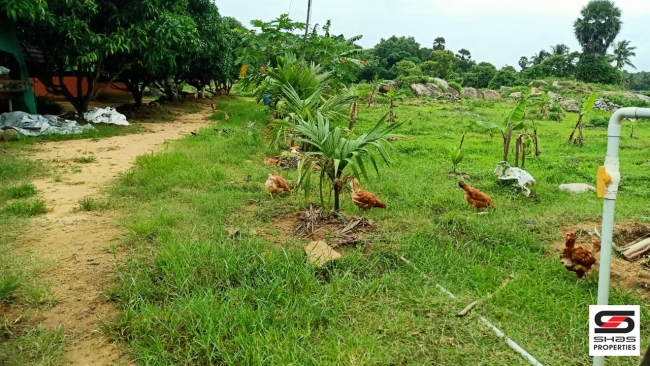 Farmland with farmhouse for sale at Pallassana, Palakkad