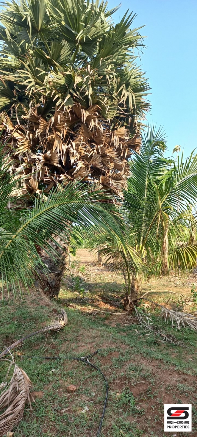 Farmland for sale in Eruthempathy, Palakkad