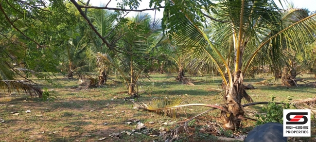 Farmland for sale in Eruthempathy, Palakkad