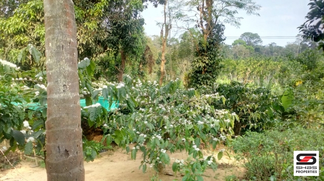 Farmland with farmhouse in Virajpet, Coorg for sale