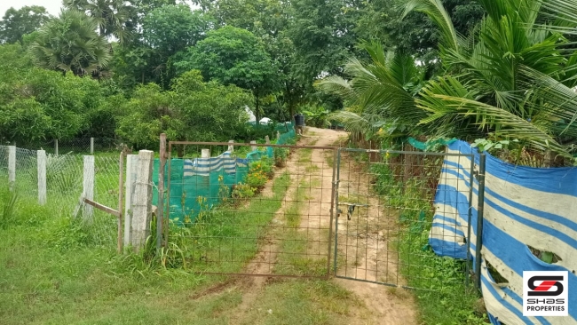 Farmland with farmhouse for sale at Pallassana, Palakkad