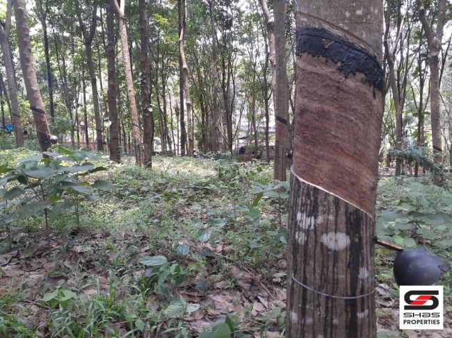 Rubber plot for sale at Nilambur, Malappuram