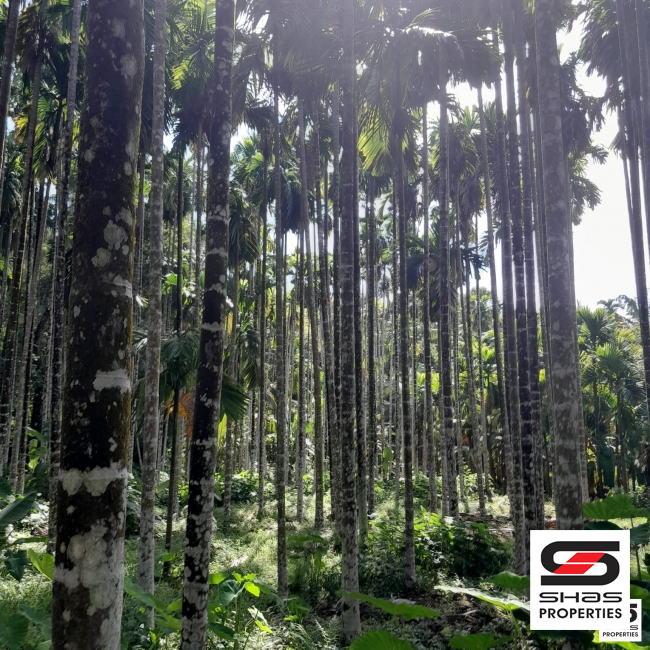 Arecanut farm land for sale in Kongad, Palakkad