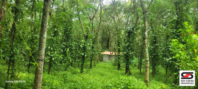 Land for sale near Padichira, Wayanad