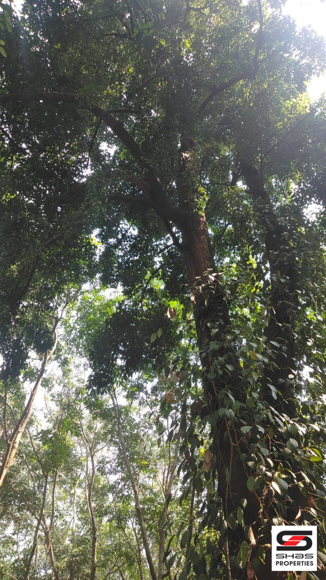4.5 Acre plot for sale in Chelakkara, Thrissur