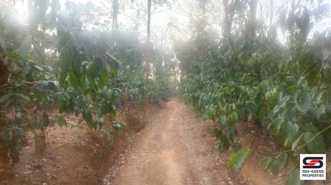 Farmland with farmhouse in Virajpet, Coorg for sale