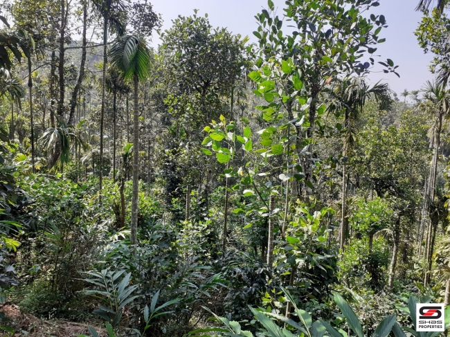 Cardamom farm land for sale In Attappadi, Palakkad