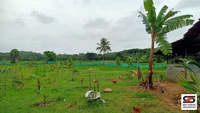 Farmland with farmhouse for sale at Pallassana, Palakkad