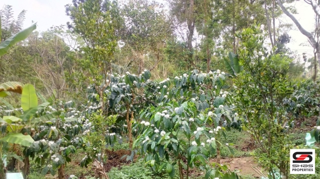 Farmland with farmhouse in Virajpet, Coorg for sale