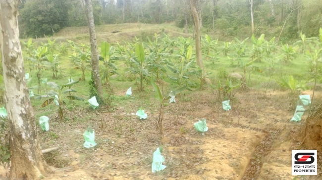 Farmland with farmhouse in Virajpet, Coorg for sale