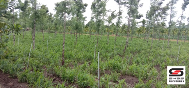 Agricultural land with farmhouse for sale in Coorg, Karnataka