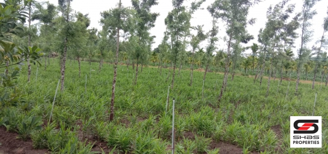 Agricultural land with farmhouse for sale in Coorg, Karnataka