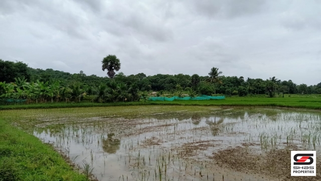 Farmland with farmhouse for sale at Pallassana, Palakkad